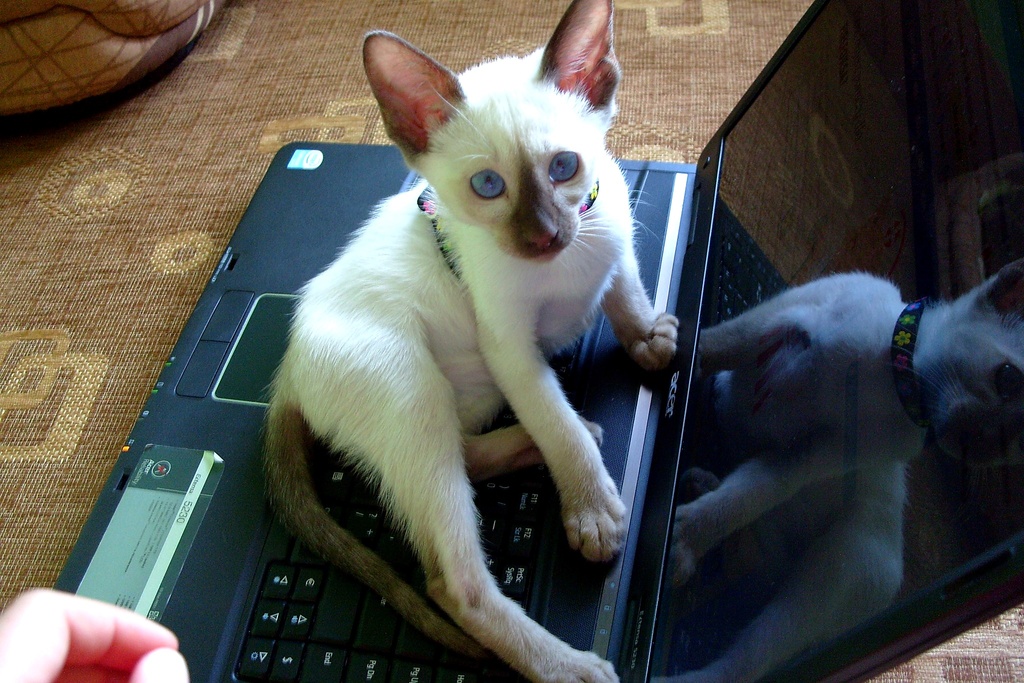 Biały Kotek na klawiaturze laptopa